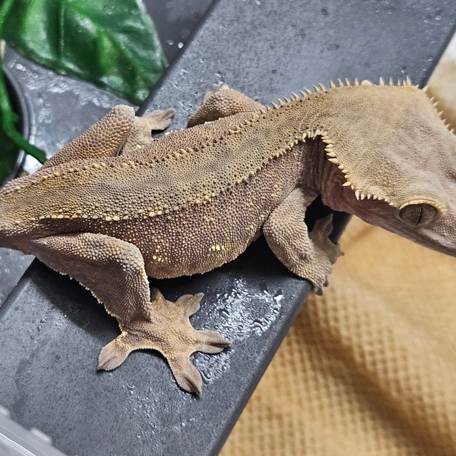 바이 레드 다크 스트로베리