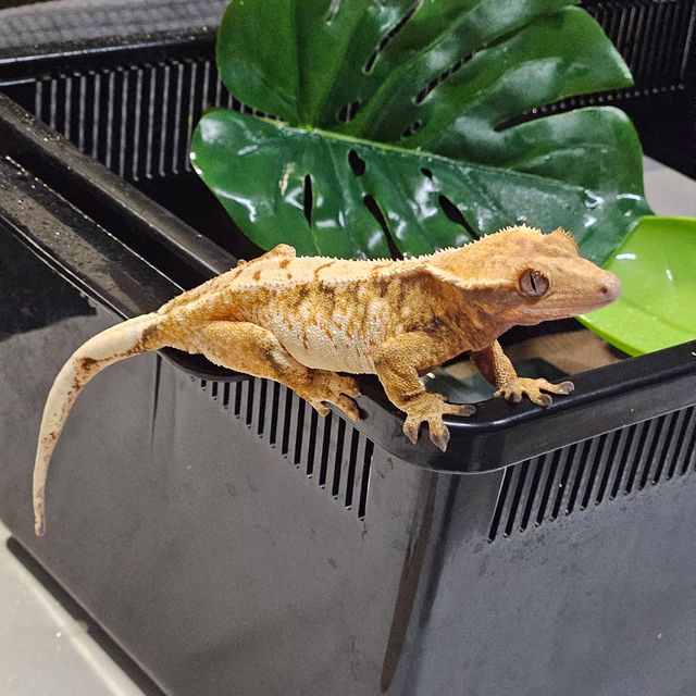 트라이