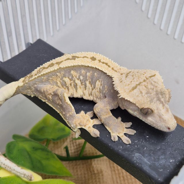 트라이