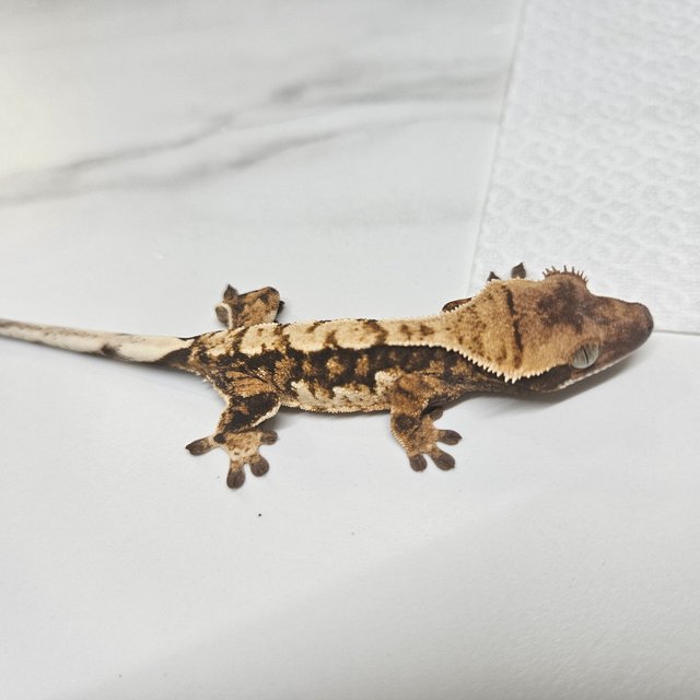 트라이 화이트핀 타이거