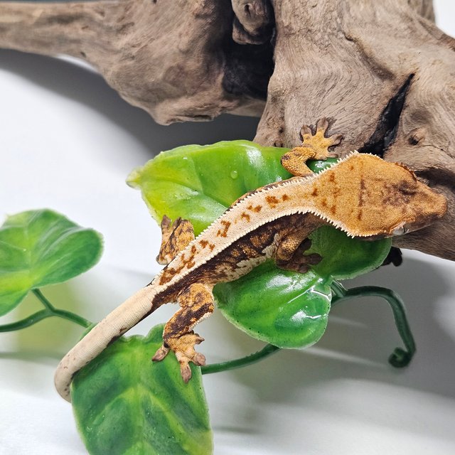 트라이 쿼드 핀스트라이프