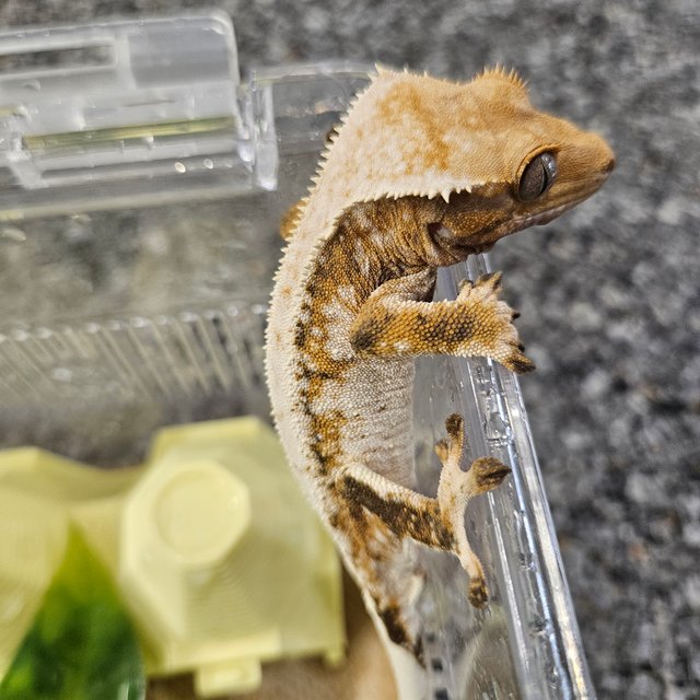 트라이 드리피 화이트핀 화이트