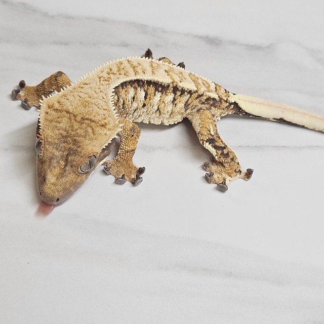 트라이 타이거 화이트