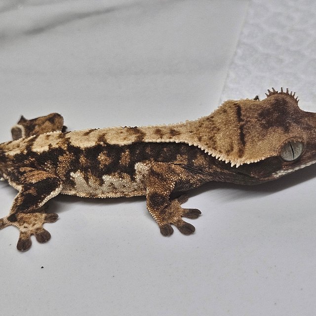 트라이 화이트핀 타이거