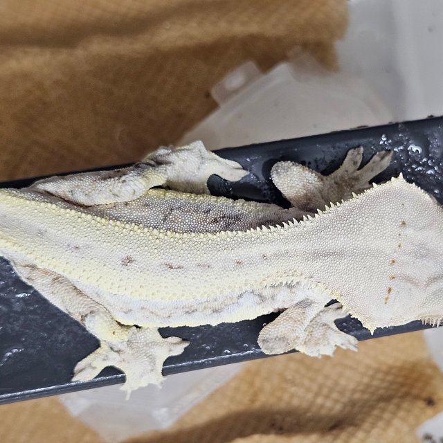 릴리화이트 드리피 화이트핀 화이트스팟 화이트 엑조틱