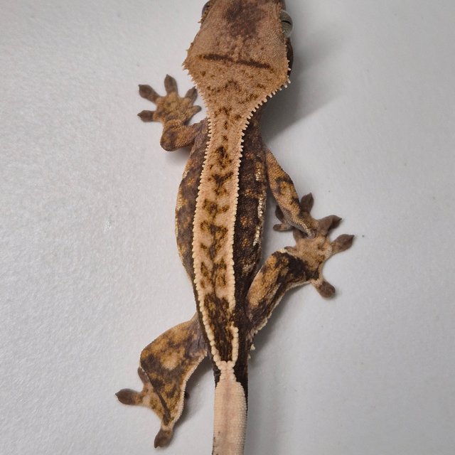 트라이 화이트핀