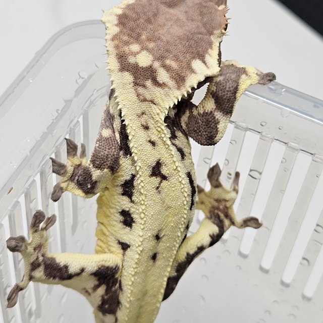 프라푸치노 레드