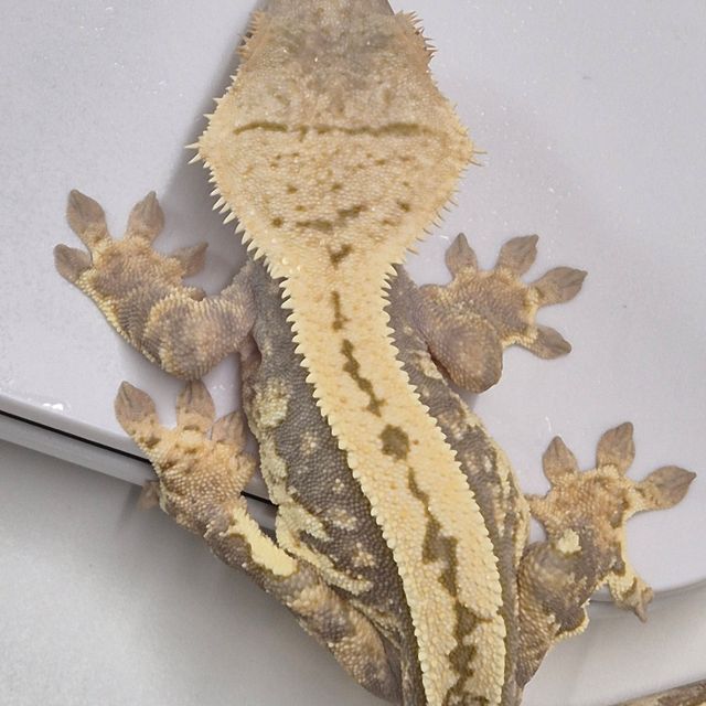 트라이