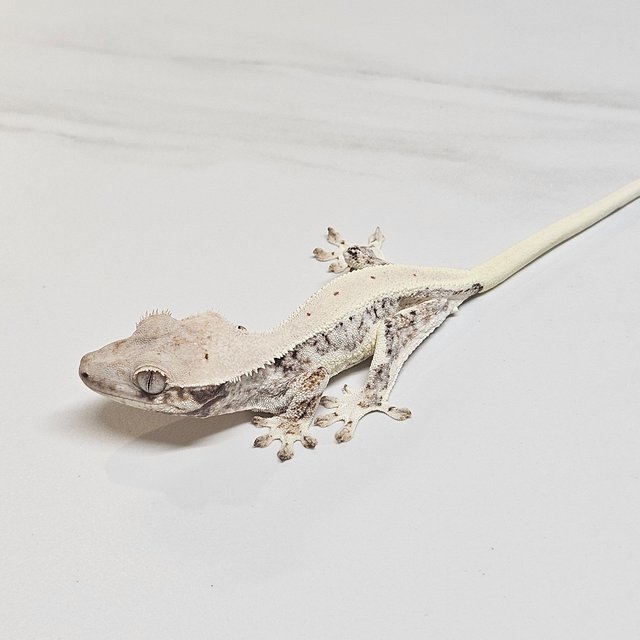 릴리화이트 화이트