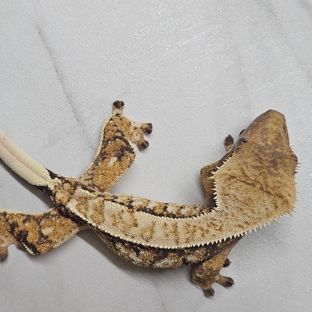 트라이 타이거 화이트