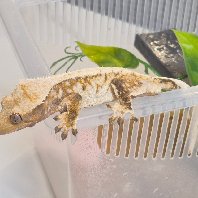 트라이 드리피 화이트핀 화이트