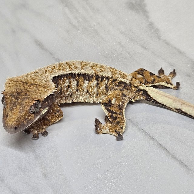 트라이 타이거 화이트