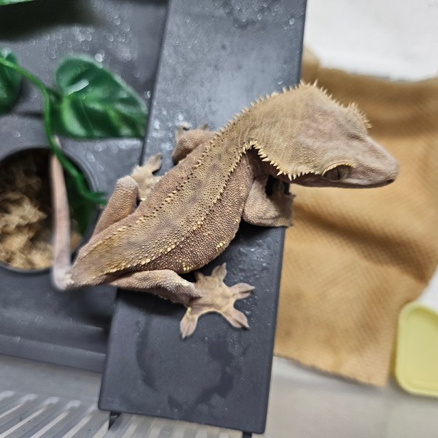 바이 레드 다크 스트로베리