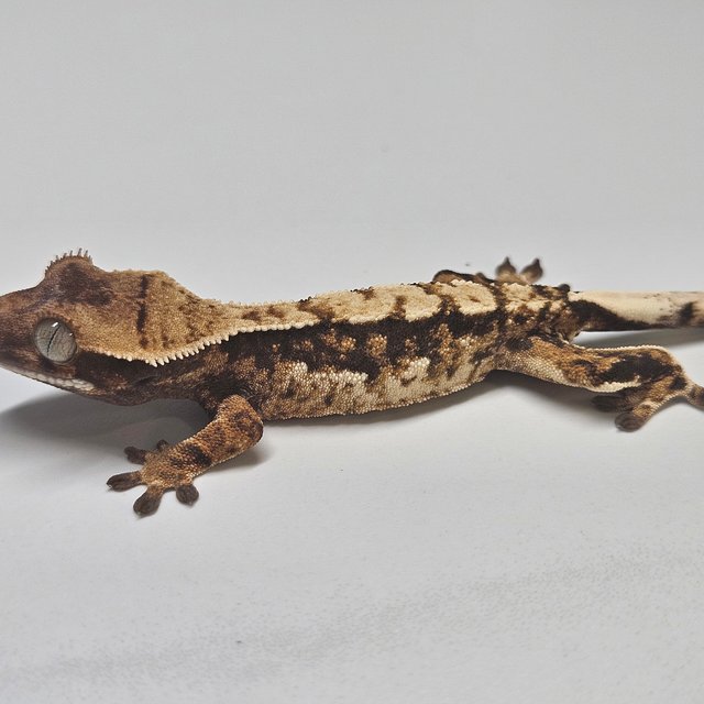 트라이 화이트핀 타이거