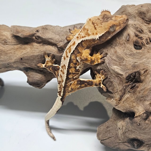 트라이 풀핀 텐저린