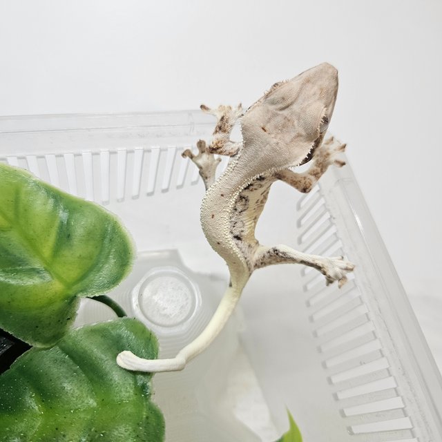 릴리화이트 화이트