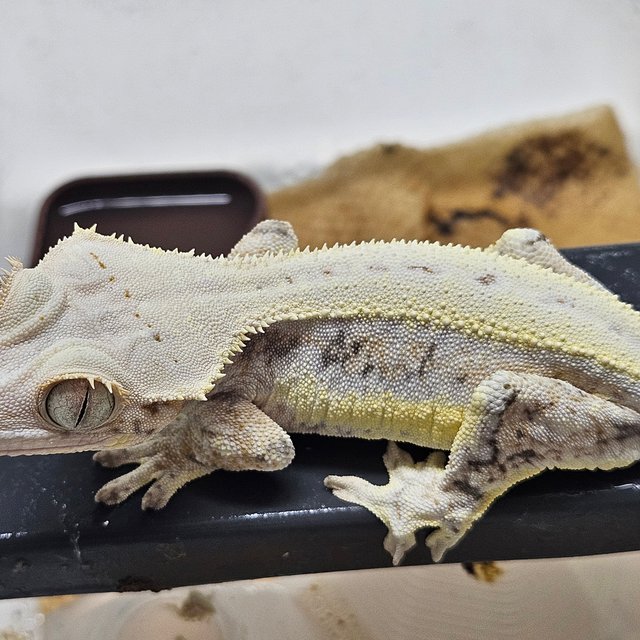 릴리화이트 드리피 화이트핀 화이트스팟 화이트 엑조틱