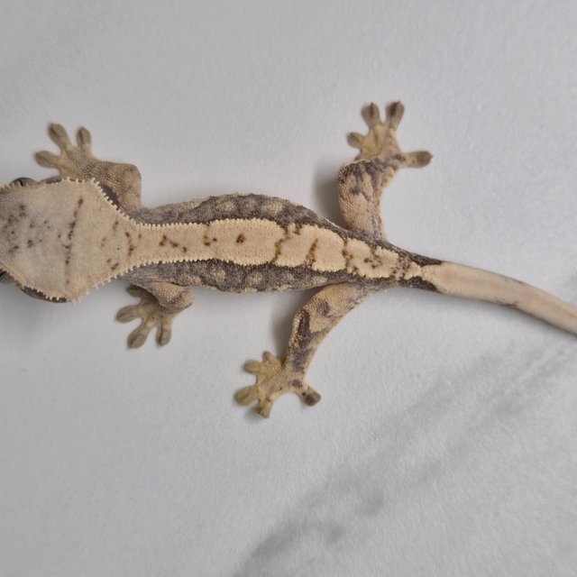 트라이 화이트핀