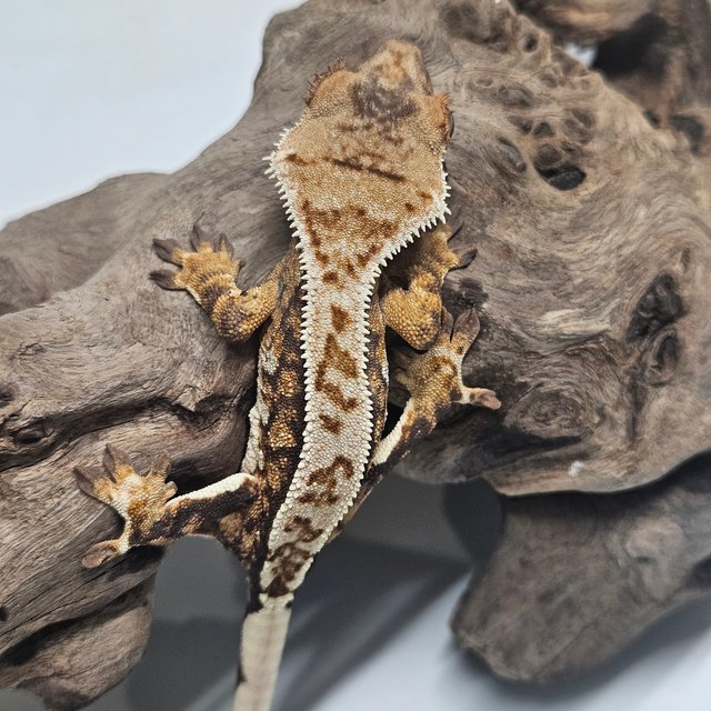 트라이 풀핀 텐저린