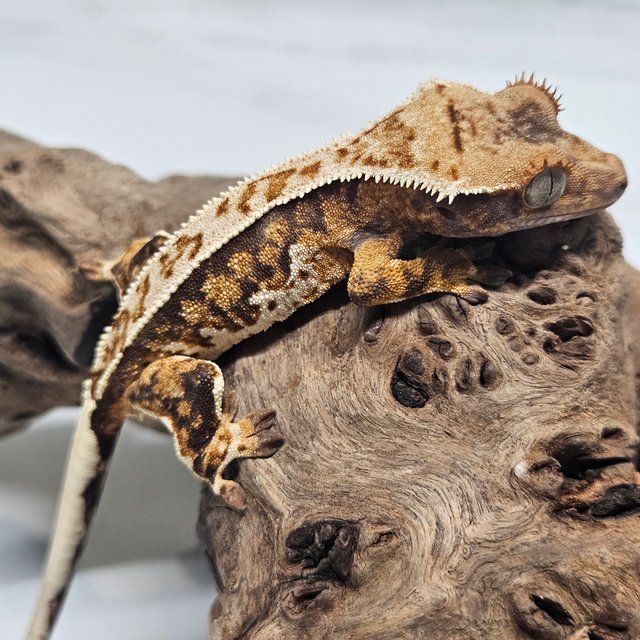 트라이 풀핀 텐저린