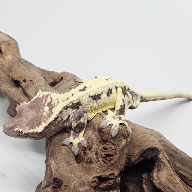 프라푸치노 레드