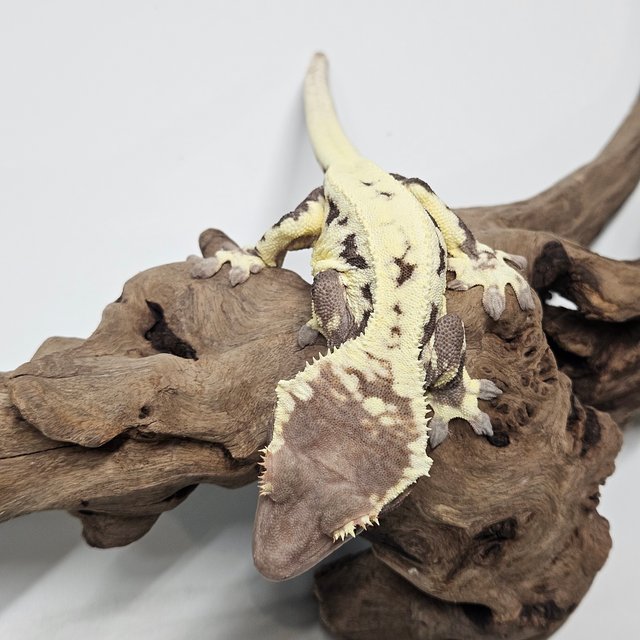 프라푸치노 레드