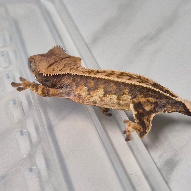 트라이 화이트핀