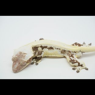 세이블 아잔틱 (부)