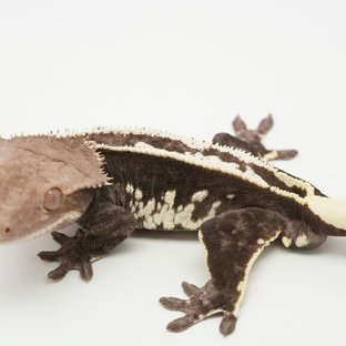아잔틱 (부)