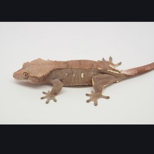 세이블 100%헷아잔틱 (모)