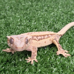 노멀 트라이 쿼드