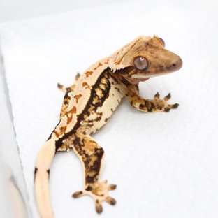 노멀 트라이 쿼드