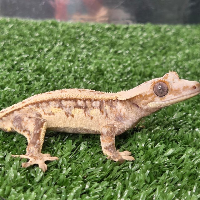 노멀 트라이 쿼드