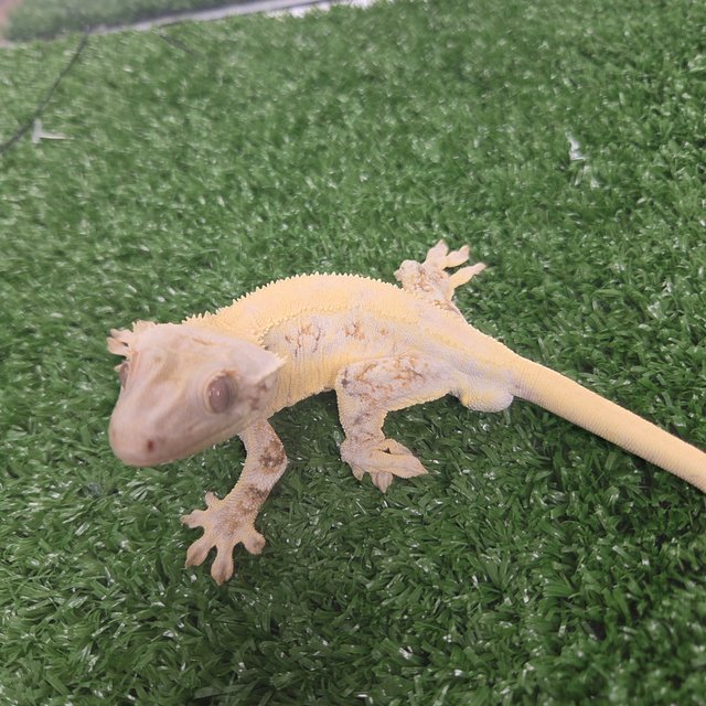 100%헷초초 릴리화이트