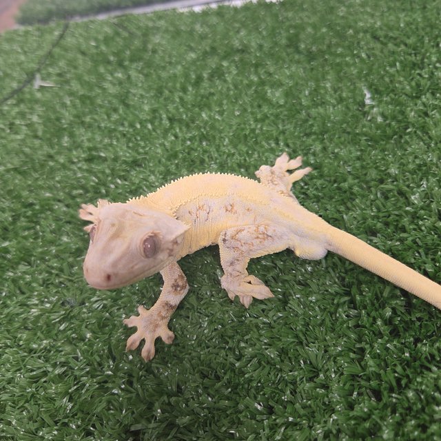 100%헷초초 릴리화이트