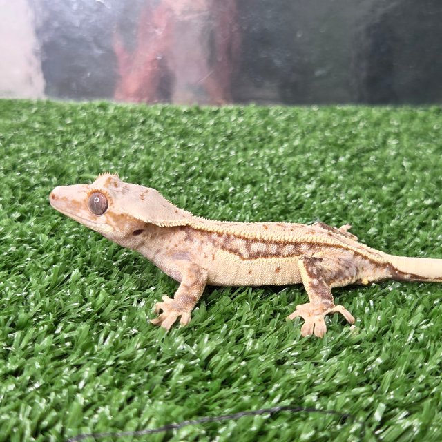 노멀 트라이 쿼드