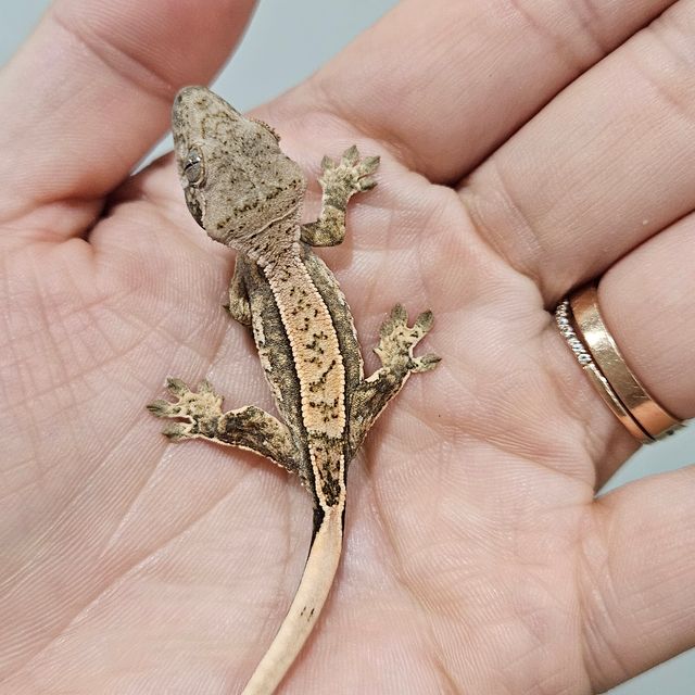 트라이