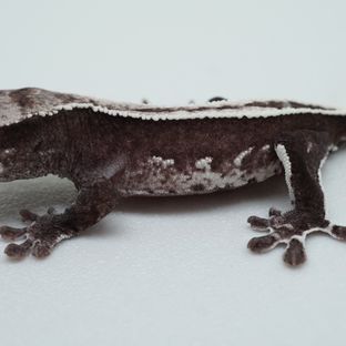 아잔틱