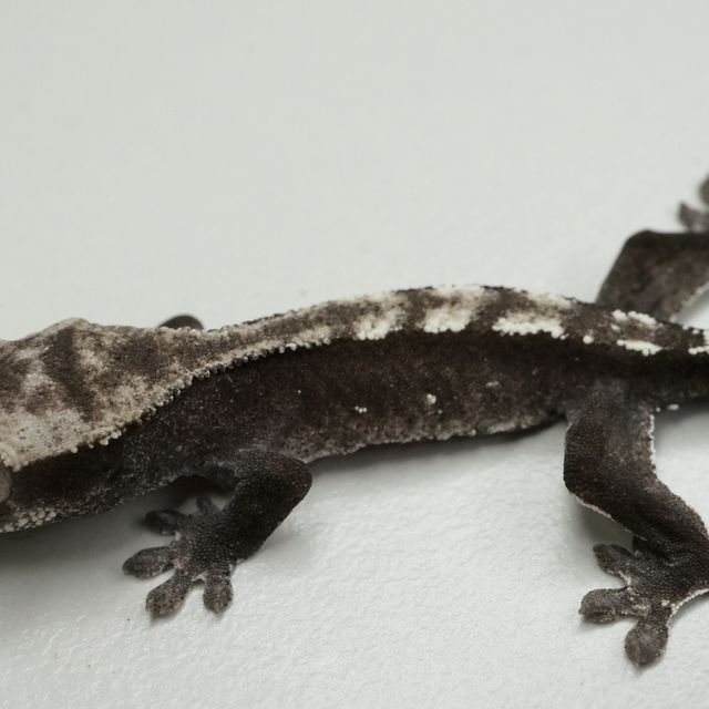 아잔틱