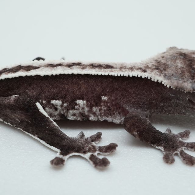 아잔틱