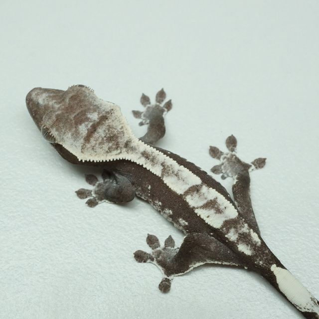 아잔틱