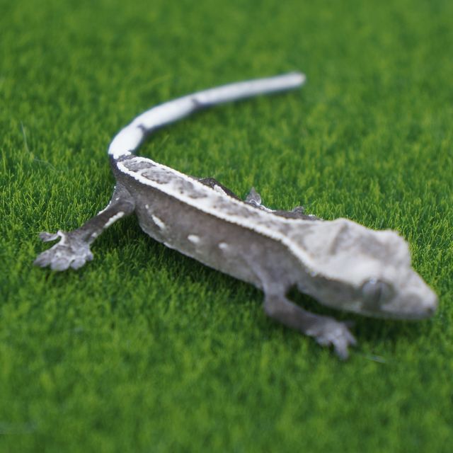 아잔틱