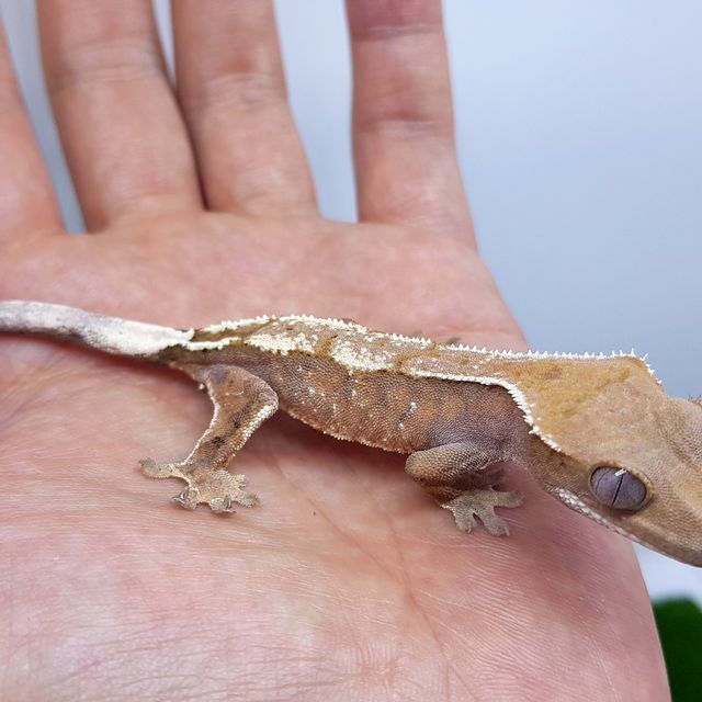 세이블