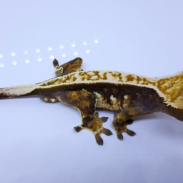 100%헷아잔틱