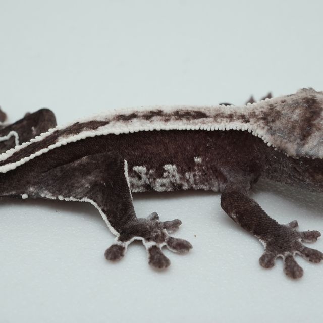 아잔틱