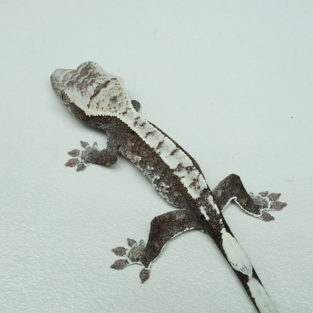아잔틱