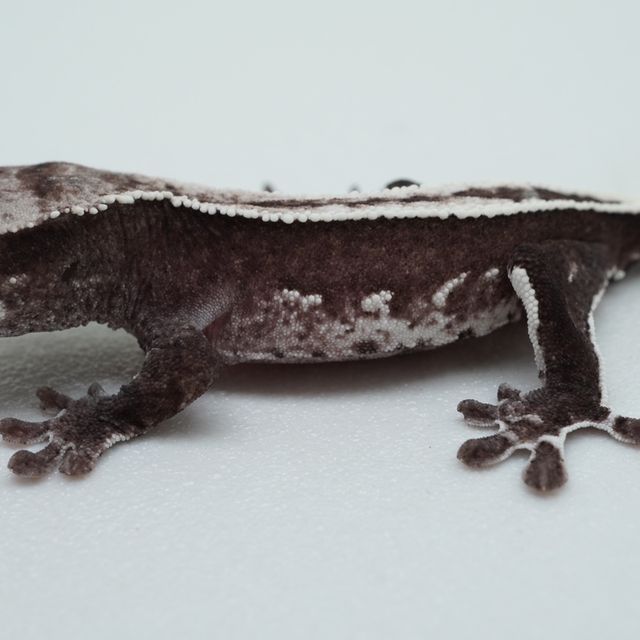 아잔틱