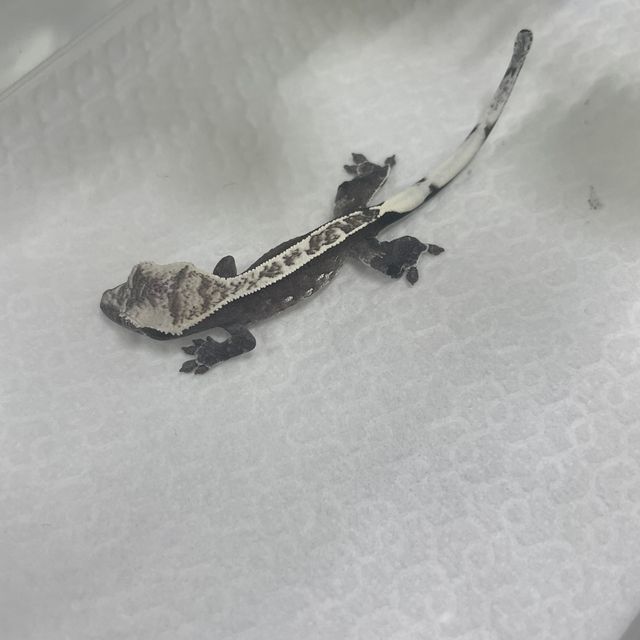 아잔틱