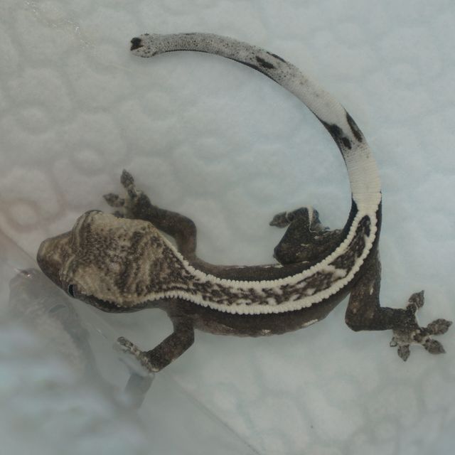 아잔틱