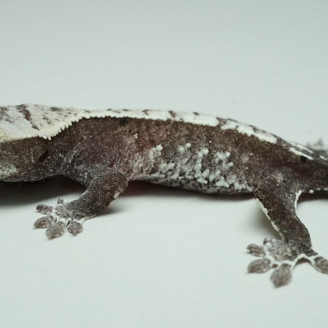 아잔틱